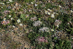 Trifolium uniflorum