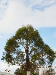 Eucalyptus globulus