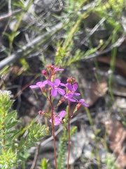 Stylidium lineare