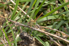 Crocothemis nigrifrons