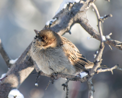 Passer domesticus