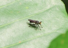 Laphriini
