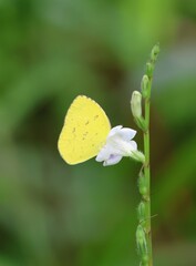 Eurema andersoni
