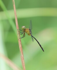 Pornothemis starrei