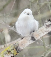Aegithalos caudatus
