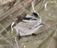Aegithalos caudatus