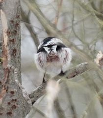 Aegithalos caudatus