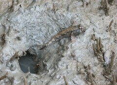 Periophthalmodon schlosseri