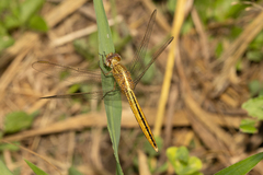 Crocothemis nigrifrons