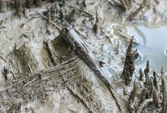 Periophthalmus argentilineatus