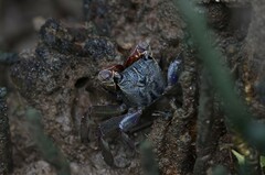 Episesarma versicolor