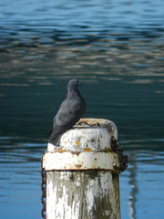 Columba livia domestica