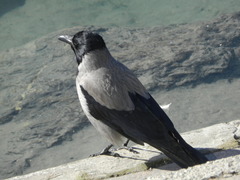 Corvus cornix