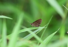 Ancistroides nigrita
