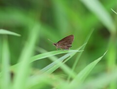 Ancistroides nigrita