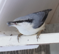 Sitta europaea