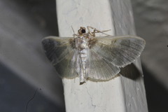 Apilocrocis brumalis