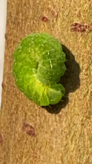 Phlogophora meticulosa