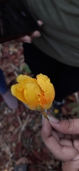 Cochlospermum religiosum