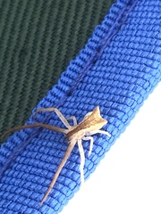 Sidymella trapezia