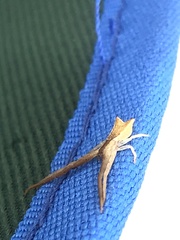 Sidymella trapezia