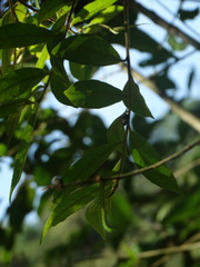 Symplocaceae