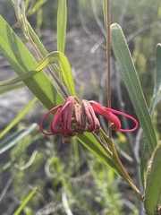 Grevillea diffusa