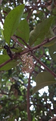 Ixora brachiata