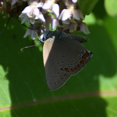 Satyrium titus
