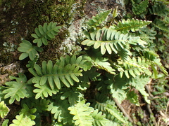 Pleopeltis polypodioides