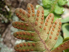 Pleopeltis polypodioides