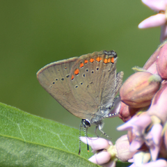 Satyrium titus