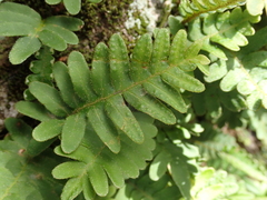 Pleopeltis polypodioides
