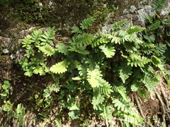 Pleopeltis polypodioides