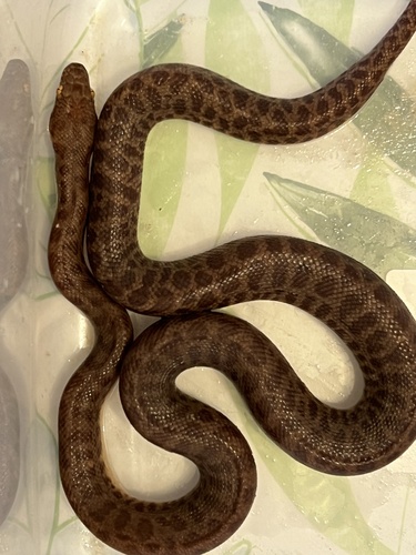 Children's Python