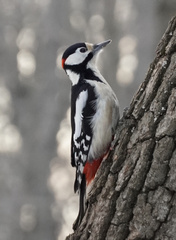 Dendrocopos major