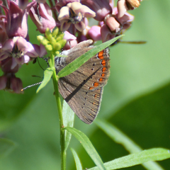 Satyrium titus