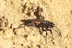Anoplius viaticus