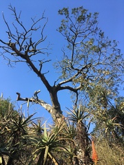 Aloe arborescens