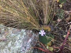 Streptocarpus polyanthus polyanthus
