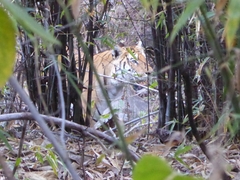 Panthera tigris tigris