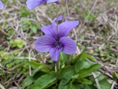 Viola philippica pseudojaponica