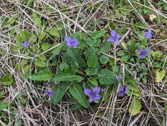 Viola philippica pseudojaponica