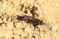 Anoplius viaticus