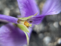 Viola philippica pseudojaponica