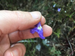 Streptocarpus polyanthus polyanthus