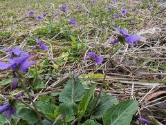 Viola philippica pseudojaponica