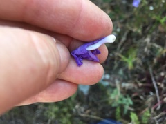 Streptocarpus polyanthus polyanthus