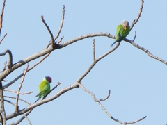 Psittacula cyanocephala