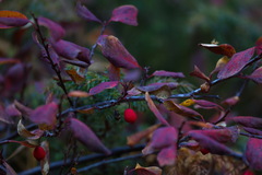 Cotoneaster uniflorus